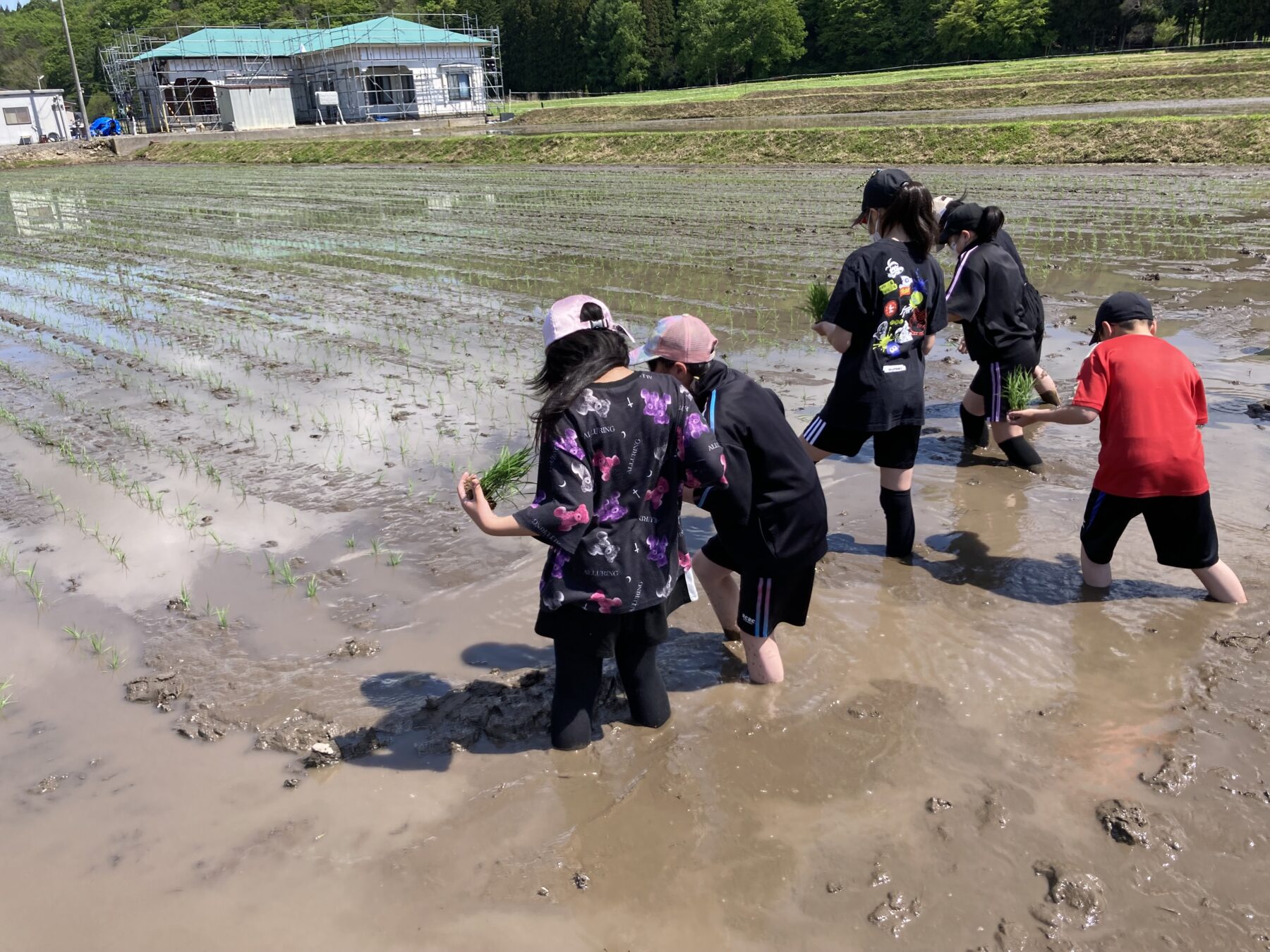 黒米田植え体験 2枚目写真